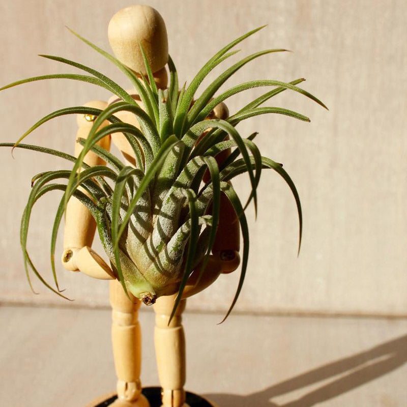 Creative Rotating Arrangement Plant Flower Device