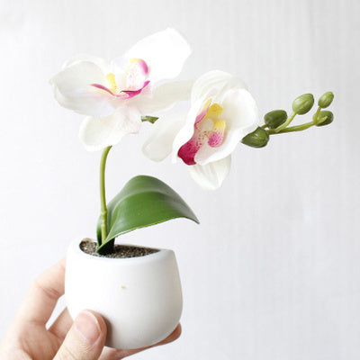 Botanical Buddies Fridge Magnets